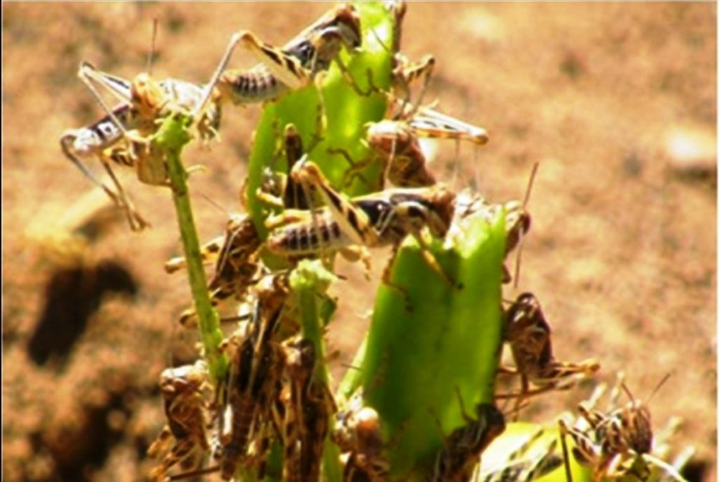 Desert Locust in Punjab: PAU issues advisory to farmers to remain vigilant