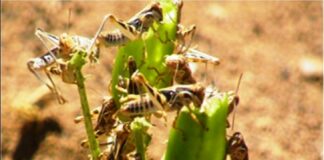 Desert Locust in Punjab: PAU issues advisory to farmers to remain vigilant