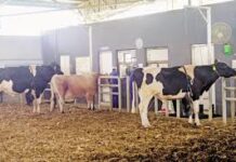 Government reduces livestock semen rates by four times to promote dairy farming-Photo courtesy-Internet