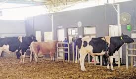 Government reduces livestock semen rates by four times to promote dairy farming-Photo courtesy-Internet