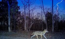 Drones, thermal imaging cameras be used to protect forest, wildlife-Dharamsot-Photo courtesy-Internet