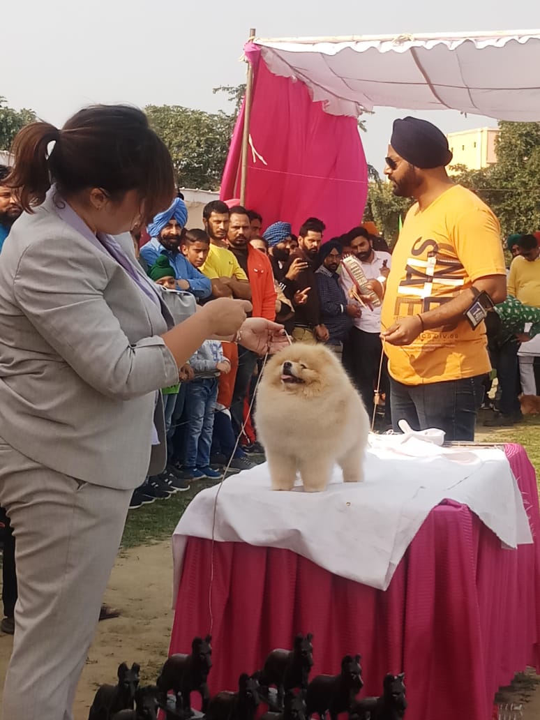 Dog show on the second day of Patiala heritage festival saw huge rush