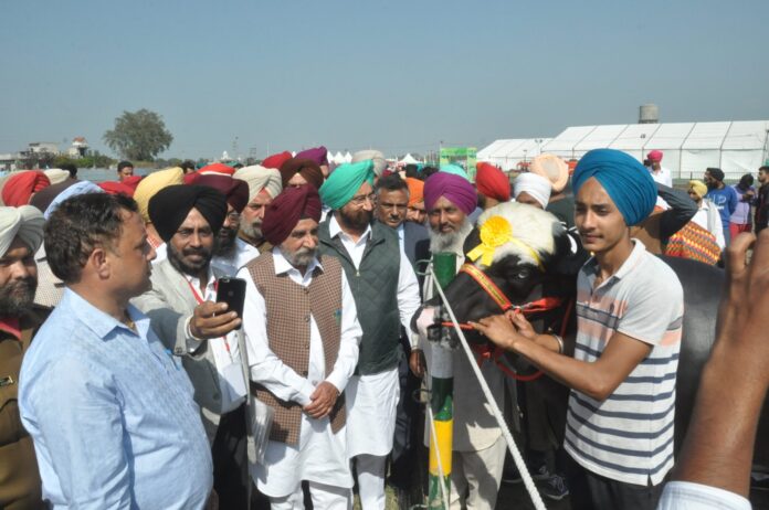 Livestock championship-Ludhiana dairy farmer created new record; milked 68.80 kg of milk