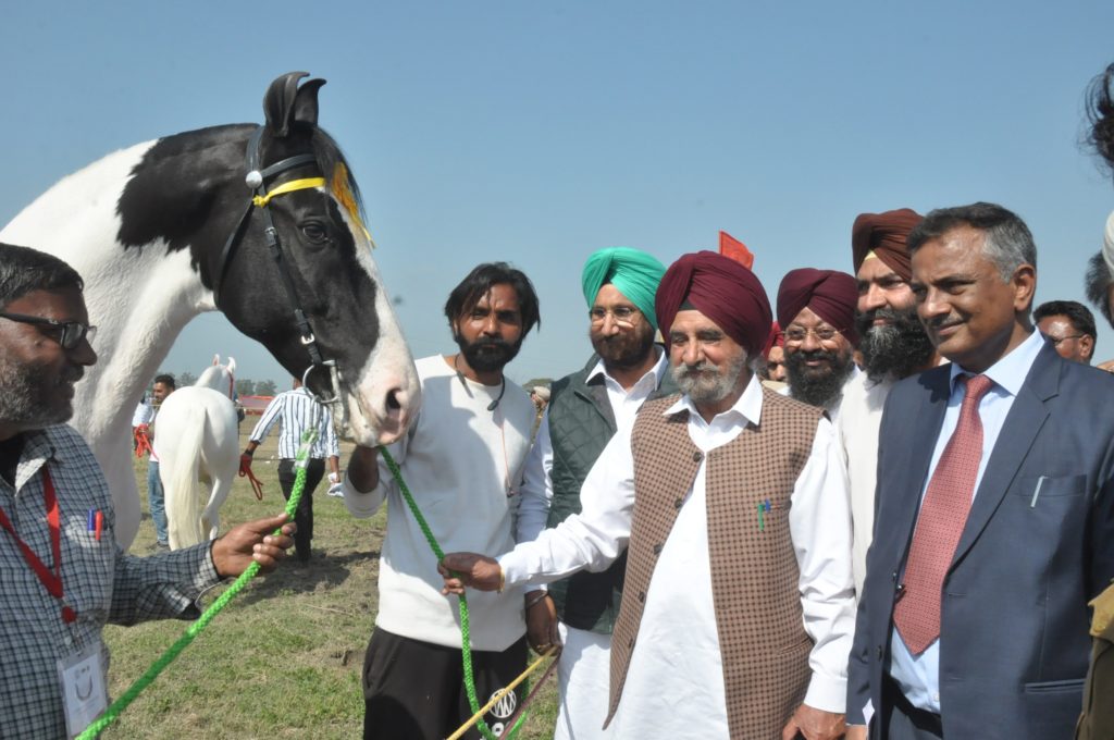 Livestock championship-Ludhiana dairy farmer created new record; milked 68.80 kg of milk