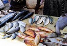 Fish and its products are not carriers of Corona virus - Virendra Kanwar-Photo courtesy-Internet