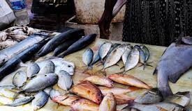 Fish and its products are not carriers of Corona virus - Virendra Kanwar-Photo courtesy-Internet