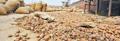 Punjab CM allows harvesting; assures farmers of smooth procurement-Photo courtesy-Internet