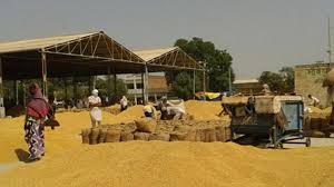 DC Sangrur declared all shellers in the district as purchase yard -photo courtesy-internet