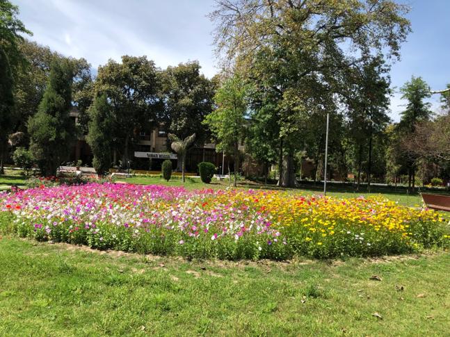 GNDU to organise spring flower festival