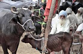 Punjab Govt issues advisory on opening & maintaining cattle fairs amid covid-19-Photo courtesy-Internet