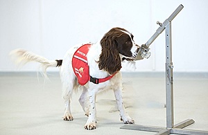 COVID-19 detection dogs trial launches in UK; COVID dogs may be able to detect coronavirus in humans