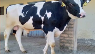 Punjab gets 4 elite breed bulls to enhance Germplasma of crossbred cows-Bajwa