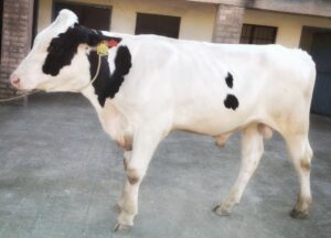 Punjab gets 4 elite breed bulls to enhance Germplasma of crossbred cows-Bajwa
