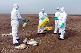 Bird flu in Punjab; 11200 infected birds culled at Behra village Poultry farm-photo courtesy-Internet-Photo courtesy-internet