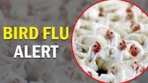 Bird flu outbreak-Punjab fully safe till date: Vini Mahajan-Photo courtesy-Internet