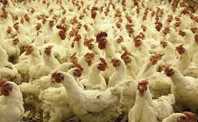 A suspected case of Bird Flu reported in Punjab; sample sent to Bhopal for confirmation-Photo courtesy-Internet