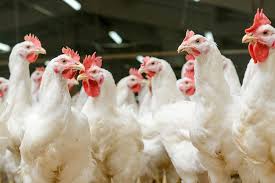 Bird flu in Punjab; 11200 infected birds culled at Behra village Poultry farm-photo courtesy-Internet