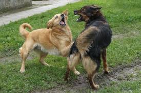 Sadda Kutta Kutta, thuhada kutta Tommy: DSP got FIR, transfer in dog’s fight issue-Photo courtesy-Internet