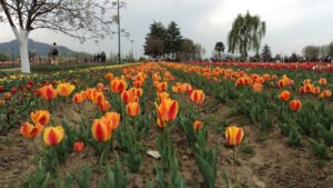 Paradise on Earth-Kashmir’s Iconic Tulip Garden to open from March 23 - Mohammad Hanief