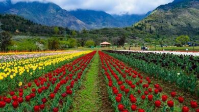 Paradise on Earth-Kashmir’s Iconic Tulip Garden to open from March 23 - Mohammad Hanief