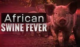 ALERT!! African swine fever detected in swine samples of Patiala; Punjab declared 'Controlled Area'-Photo courtesy-Internet