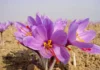 Saffron- the “Red Gold’ of Kashmir; With GI tagging, Kashmiri Saffron touches new heights- Hanief