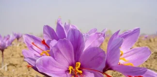 Saffron- the “Red Gold’ of Kashmir; With GI tagging, Kashmiri Saffron touches new heights- Hanief