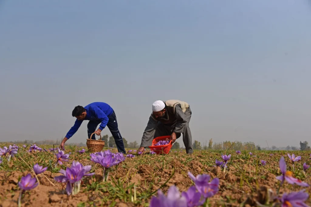 Saffron- the “Red Gold’ of Kashmir; With GI tagging, Kashmiri Saffron touches new heights- Hanief
