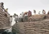 Punjab ‘movement of foodgrain stocks’ stalled; repercussion of vigilance cases-Photo courtesy-Internet