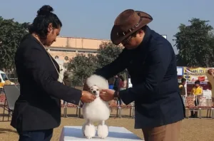 Patiala Heritage Festival-230 dogs from 40 breeds from pan India participated in Patiala Kennel Club’s Dog Show