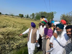 Punjab government will compensate for the loss of farmers; Jouramajra visits the villages to assess crop damage