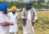 Agriculture minister Kuldeep Singh Dhaliwal inspects crop damage in Ghanour and Rajpura constituency