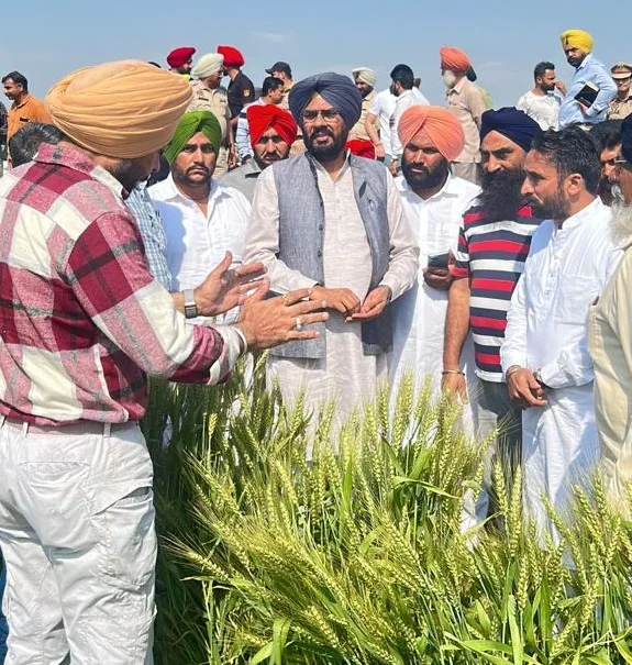 Agriculture minister Kuldeep Singh Dhaliwal inspects crop damage in Ghanour and Rajpura constituency