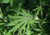 State Government considering legalization of cultivation of cannabis: CM-Photo courtesy-Internet