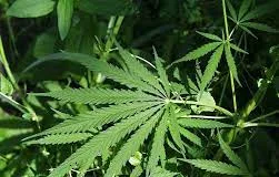 State Government considering legalization of cultivation of cannabis: CM-Photo courtesy-Internet