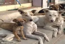 Central Government notified Animal Birth Control Rules, 2023; will help in reducing the stray dog population-Photo courtesy-Internet