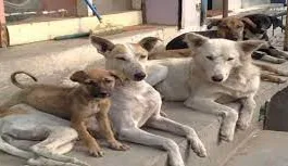 Supreme Court issues stern orders on stray dogs, warns obstructers of legal action