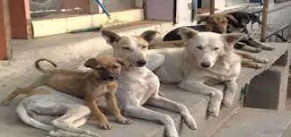 Central Government notified Animal Birth Control Rules, 2023; will help in reducing the stray dog population-Photo courtesy-Internet