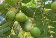 DC’s wife still at large; Retd PCS Officer arrested by vigilance bureau in multi-crore Guava plants compensation scam-Photo courtesy-Internet