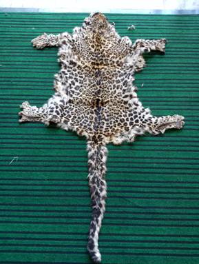 Directorate of Revenue Intelligence (DRI) officials seized 4 Leopard (Panthera pardus) Skins