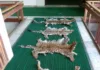 Directorate of Revenue Intelligence (DRI) officials seized 4 Leopard (Panthera pardus) Skins