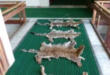 Directorate of Revenue Intelligence (DRI) officials seized 4 Leopard (Panthera pardus) Skins