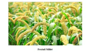 International Year of the Millets -Gurudwaras can be inspired to shift to organic langar including millets in the menu -Puri