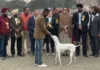 Indian breed dogs, King Charles Spaniel attract everyone at Patiala Kennel Club’s Dog show organized under Patiala Heritage Festival