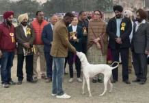 Indian breed dogs, King Charles Spaniel attract everyone at Patiala Kennel Club’s Dog show organized under Patiala Heritage Festival