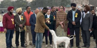 Indian breed dogs, King Charles Spaniel attract everyone at Patiala Kennel Club’s Dog show organized under Patiala Heritage Festival