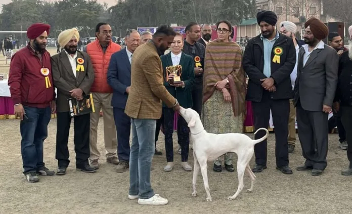 Indian breed dogs, King Charles Spaniel attract everyone at Patiala Kennel Club’s Dog show organized under Patiala Heritage Festival