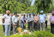 PSPCL CMD plants saplings: Appeals for planting maximum trees for ensuring ecological balance