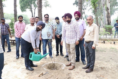 PSPCL's HRD Wing conducts successful Tree Plantation drive